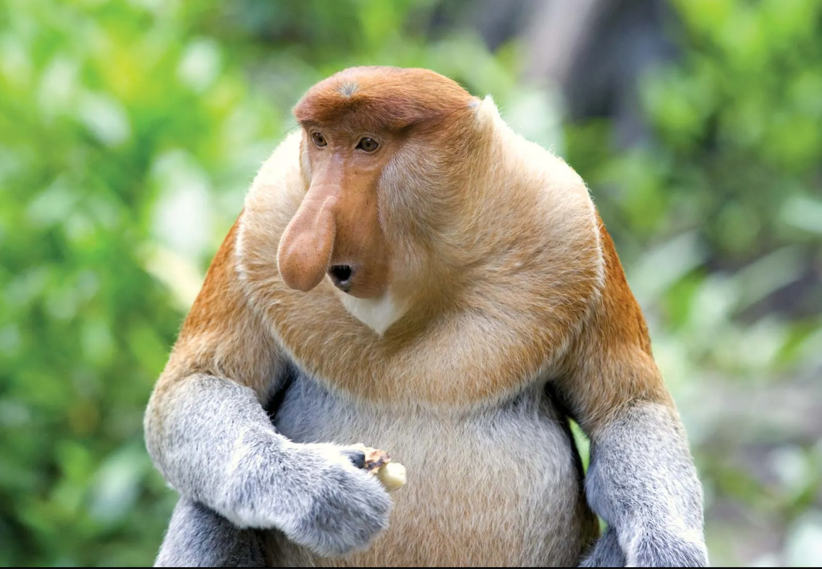Suggestive Monkey Nose